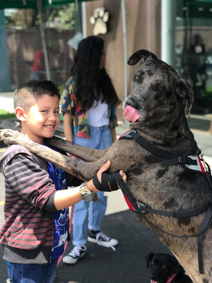 (Foto: Adopciones Perrópolis)