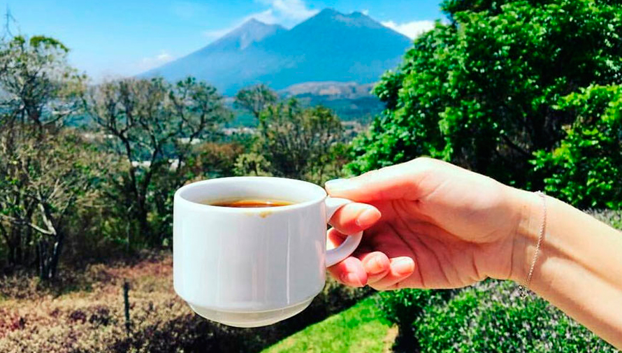 El mejor café de Guatemala es de Huehuetenango, según la
