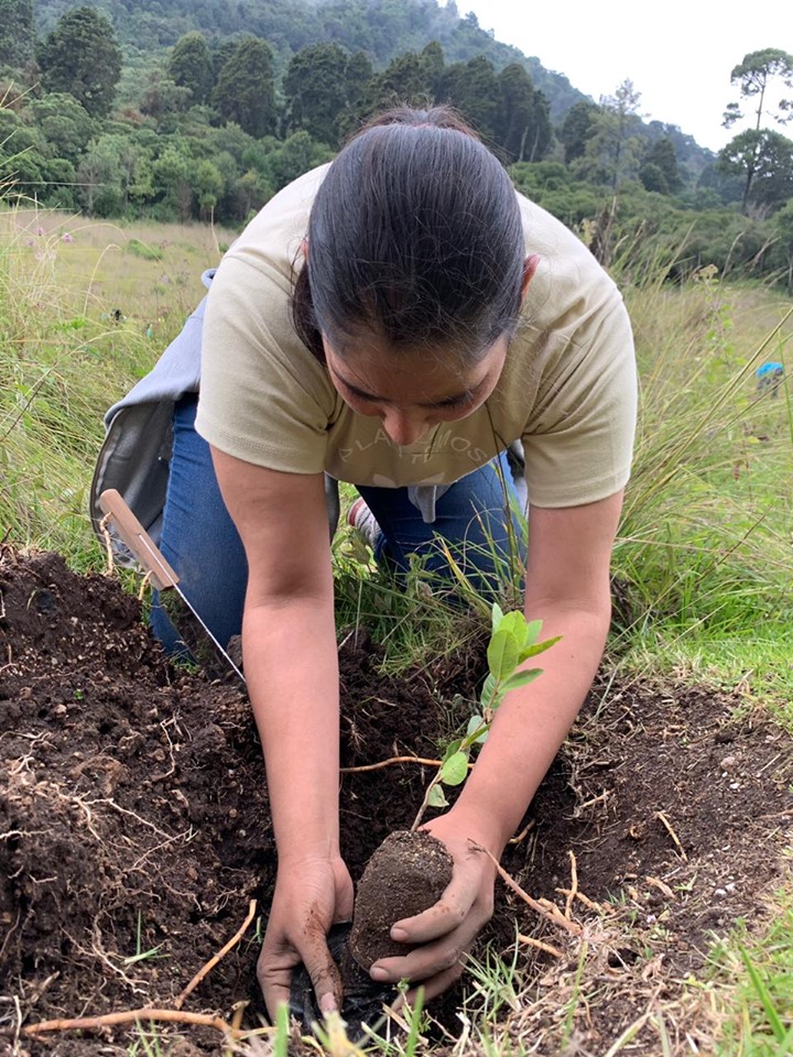 Jornada árboles Guatemala