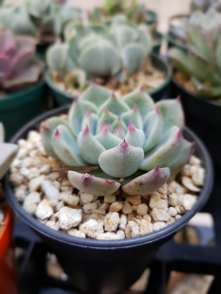(Foto: Wichos Garden "Vivero y Jardinería")