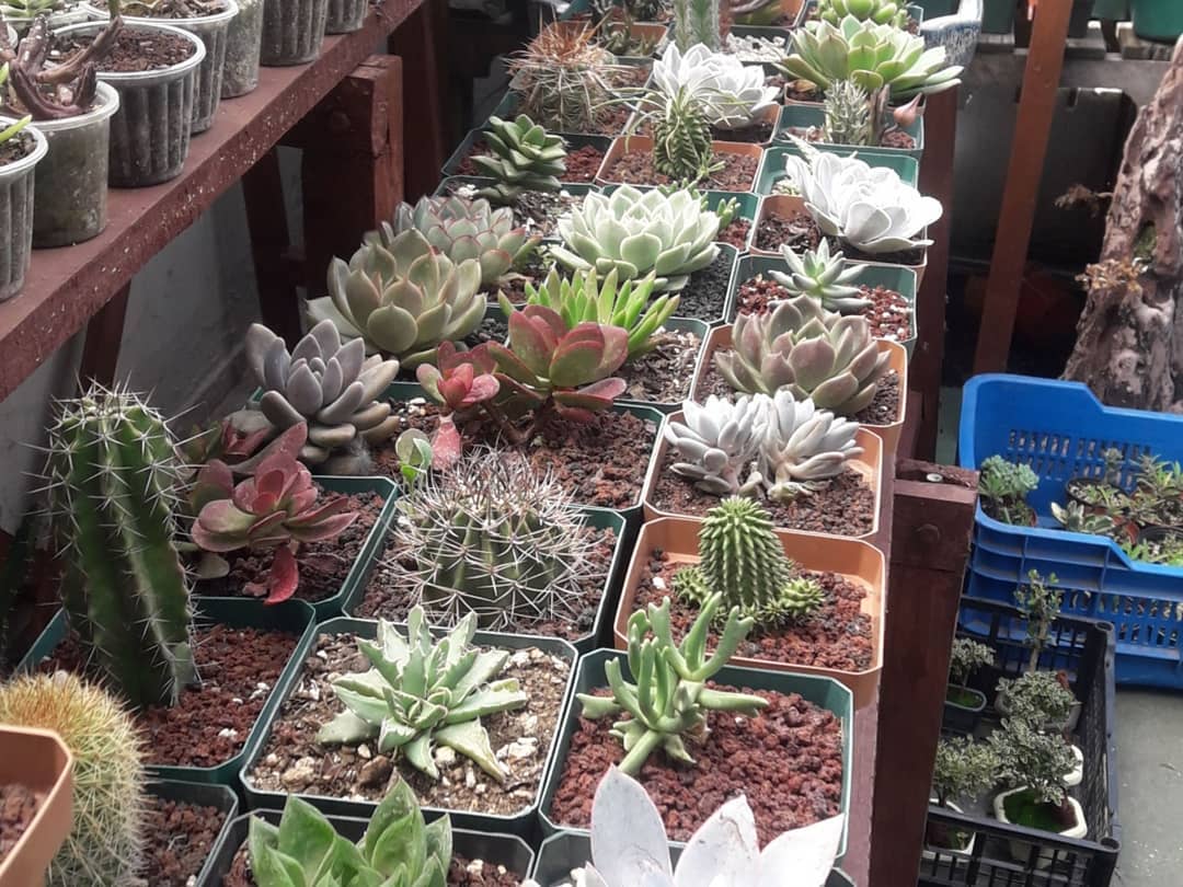 (Foto: Estavios Bonsai Guate)
