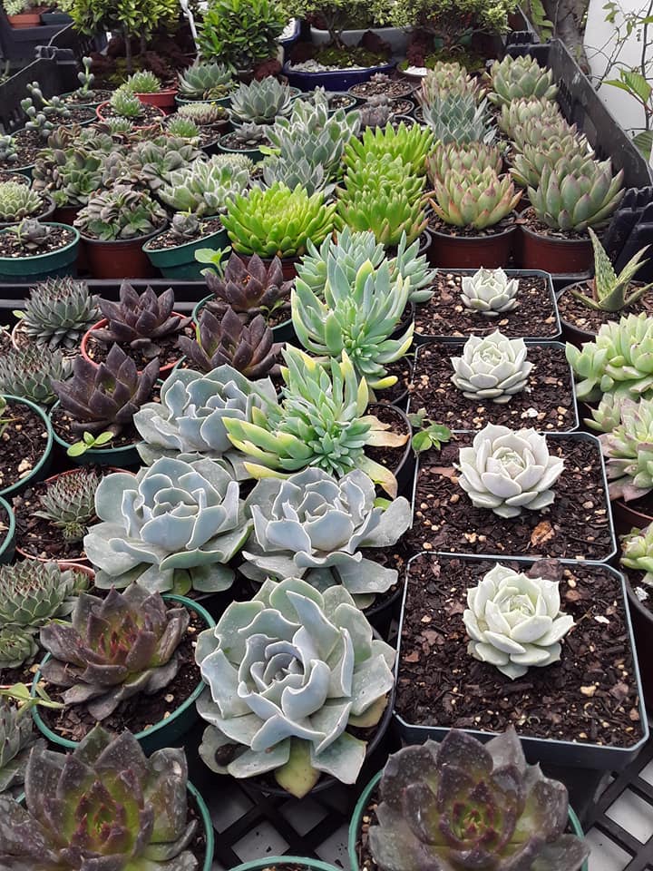 (Foto: Estavios Bonsai Guate)