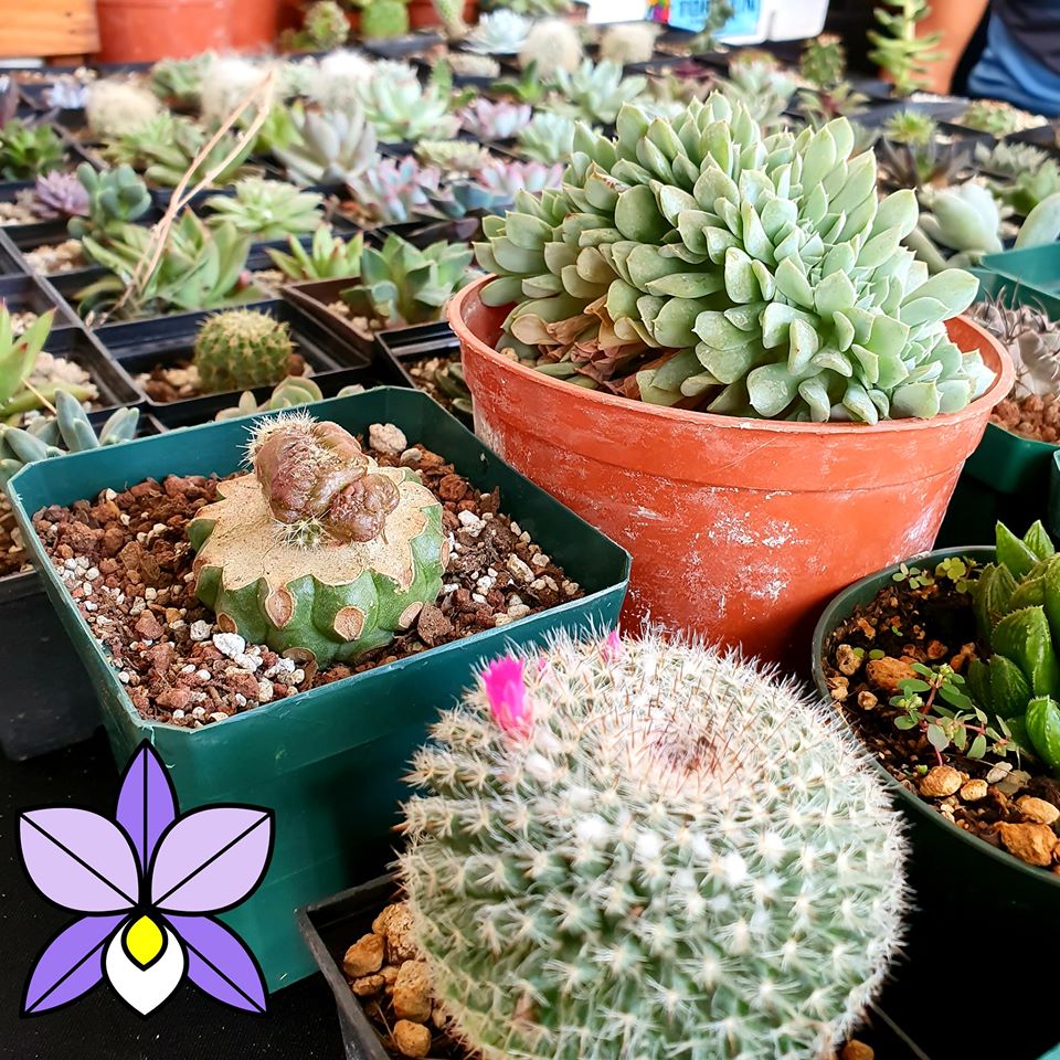 (Foto: Vivero Yamavé)