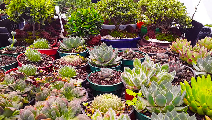 Festival navideño de suculentas y plantas exóticas