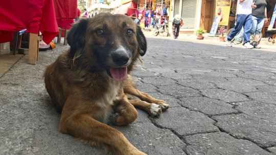 Juego Traduce palabras guatemaltecas al francés