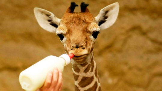 Conoce al nuevo integrante del Zoológico La Aurora, ¡una jirafa!