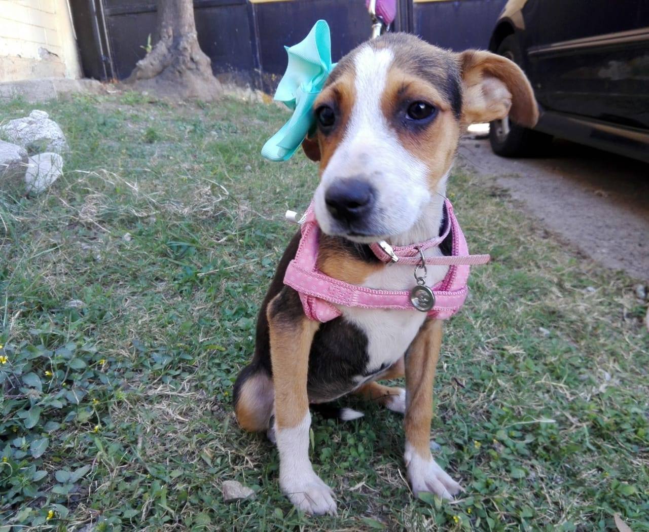 (Foto: Guate unida por los Animales)