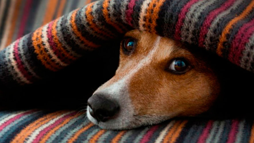 Frazadas para perritos en Guatemala