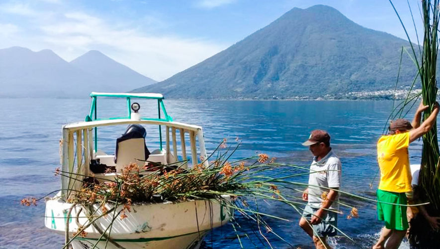 Guatemaltecos sembraron más de 1,400 metros de tul para conservar el Lago de Atitlán, Sololá