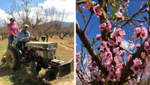 Tours de floraci&oacute;n de melocot&oacute;n en Salcaj&aacute; | Febrero 2020