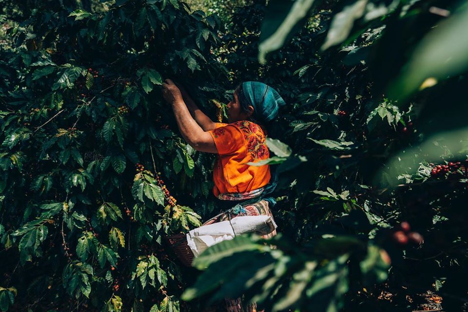 Café en Guatemala