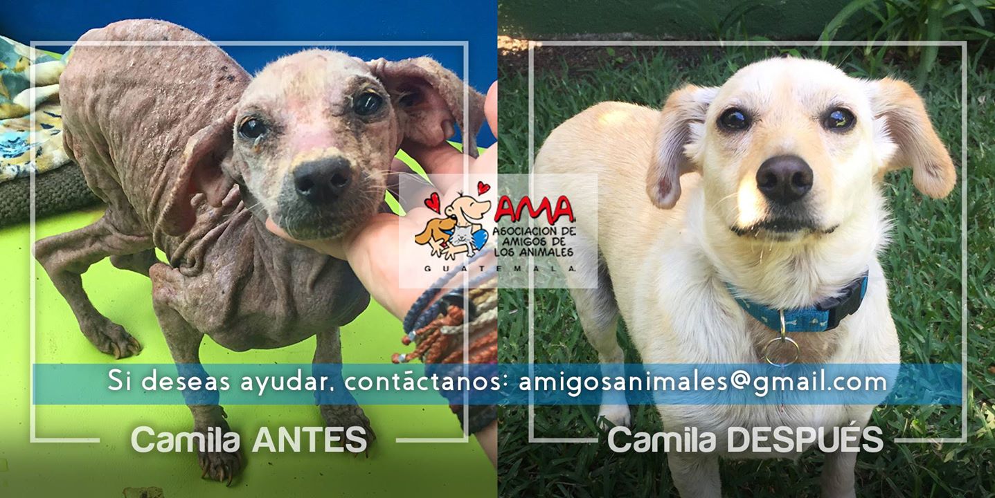 (Foto: AMA Asociación de Amigos de los Animales)