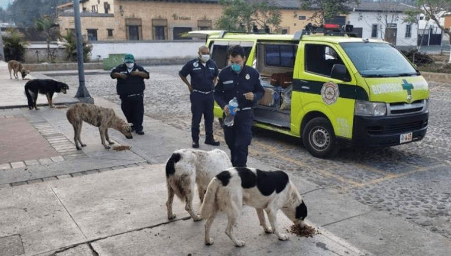 Bomberos se han unido a la iniciativa de repartir comida a los perros sin hogar