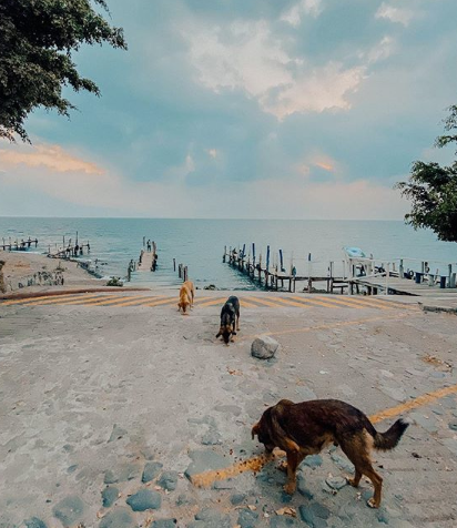 Entregan comida a perritos en Lago de Atitlán