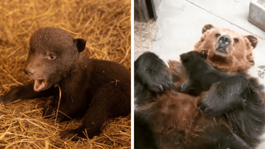 Un oso es el nuevo integrante del zoológico La Aurora