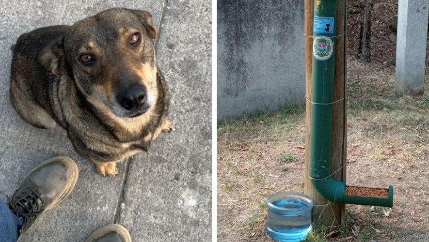 Instalan comedores para perros sin hogar en Antigua Guatemala 