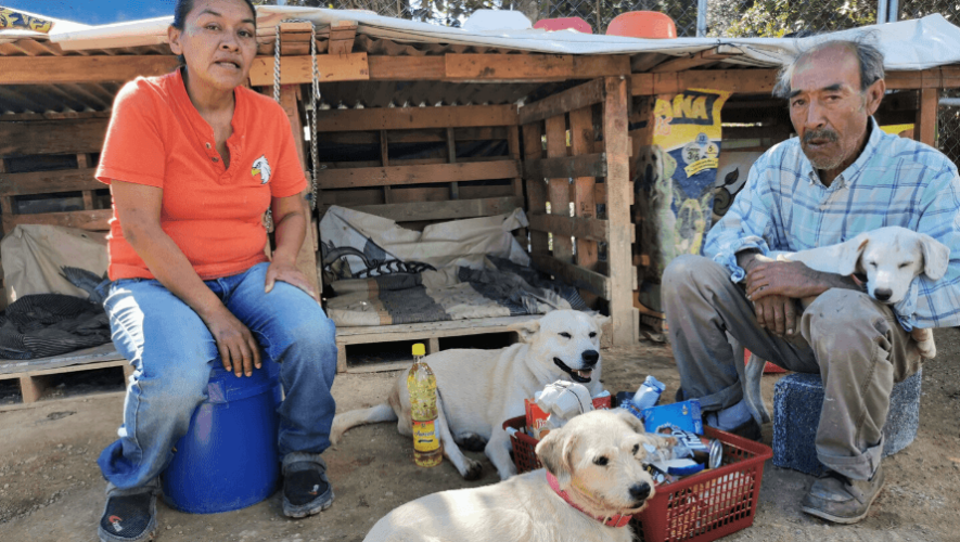 Maquito y Rebe recaudan comida para perros rescatados en la Ciudad de Guatemala