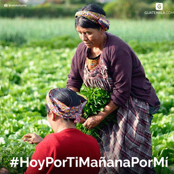 Ayuda comprando a floricultores, de San Juan Sacatepéquez, afectados por el COVID-19