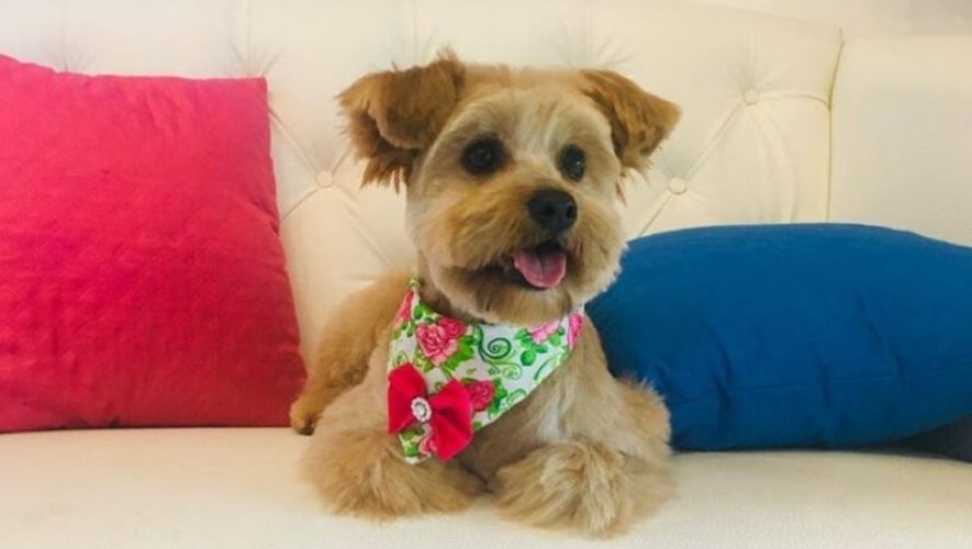 Albergue Municipal de Mascotas de Mixco busca voluntarios para campaña de adopciones
