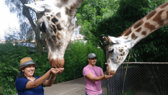 COVID-19 Apoya al Zoológico La Aurora comprando Tours VIP en preventa