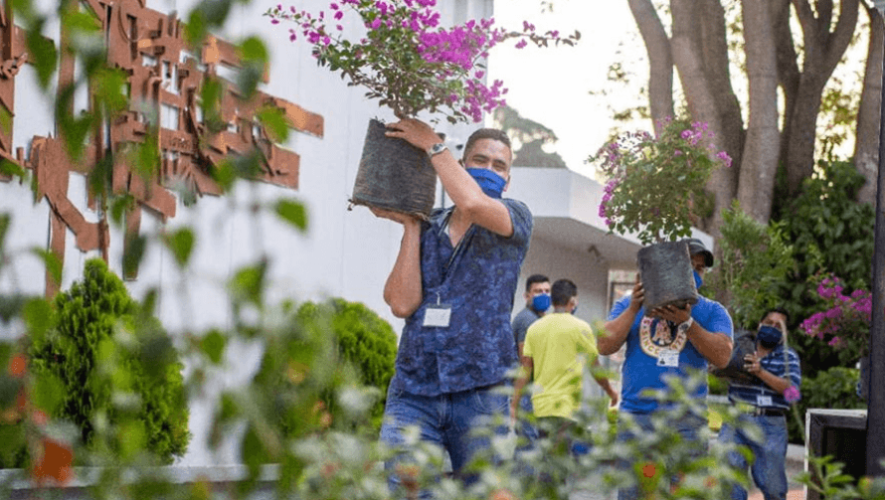 COVID-19: Vivero Botanik instaló un jardín botánico en Hospital del Parque de la Industria