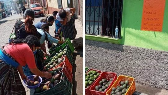 Familia regaló más de 2,000 aguacates a pobladores de San Lucas Tolimán, Sololá