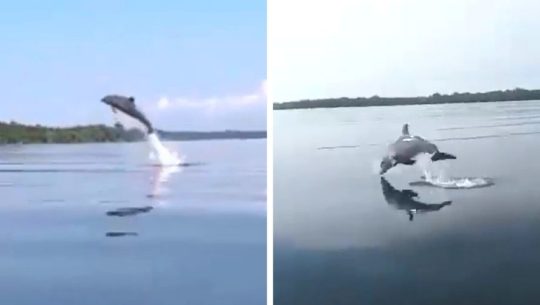 Grupo de delfines fueron captados en Punta de Manabique, Izabal
