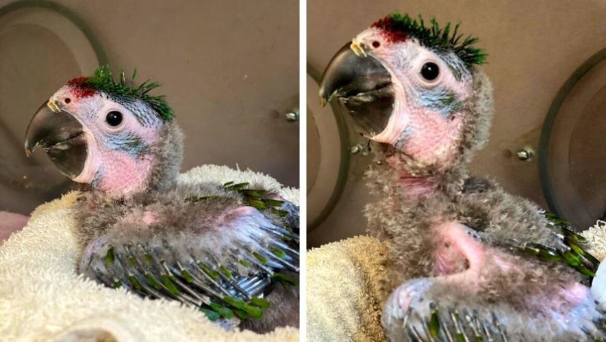 Una guacamaya militar es el nuevo integrante de la familia del Zoológico la Aurora