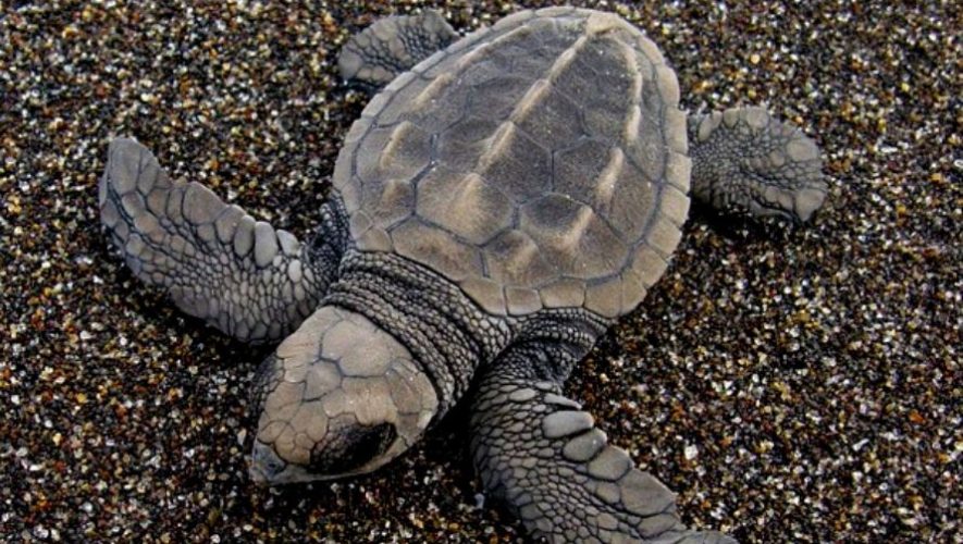 Vota por ARCAS en concurso para ayudar a la conservación de tortugas marinas 