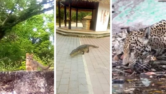 Animales salvajes que se han visto en el Parque Nacional Tikal durante la cuarentena 