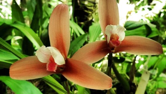 Curso virtual para aprender a cultivar orquídeas