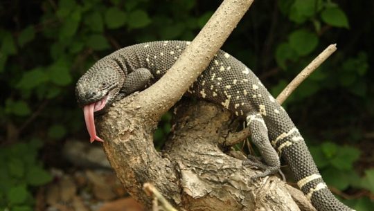 Escorpión del Motagua, reptil que habita únicamente en Guatemala, fue encontrado en El Progreso