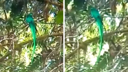 Quetzal fue captado en video en Las Verapaces, Guatemala