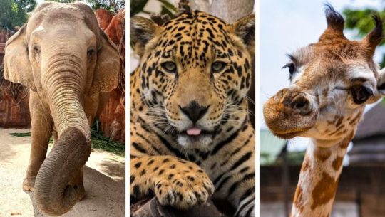 Recorridos virtuales personalizados por el Parque Zoológico la Aurora 