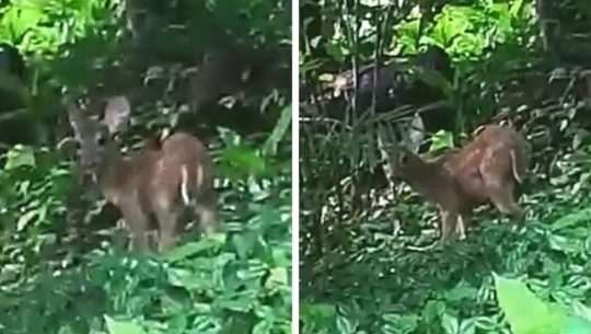 Venado fue captado en video en el Parque Nacional Yaxhá-Nakum-Naranjo