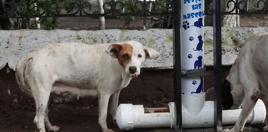 Comedores para perros sin hogar en Amatitlán 2020