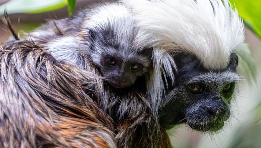 Dos monos tití cabeza de algodón son los nuevos integrantes del Zoológico la Aurora