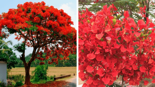 El árbol Delonix Regia o Flamboyán llena de color rojo el oriente de Guatemala