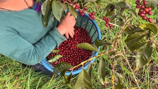 El mejor café de Guatemala es de Palencia, según Cup of Excellence 2020
