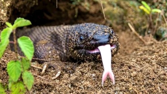 Escorpión del Motagua, el reptil que habita únicamente en Guatemala