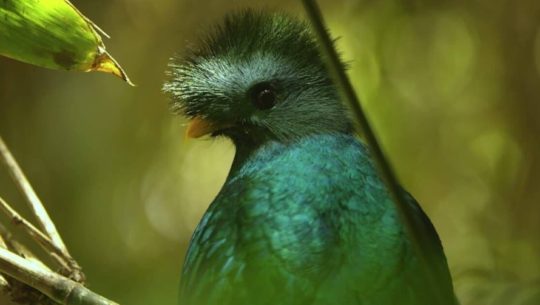 Estrenan en línea el documental Serpiente Emplumada de Ricky López Bruni