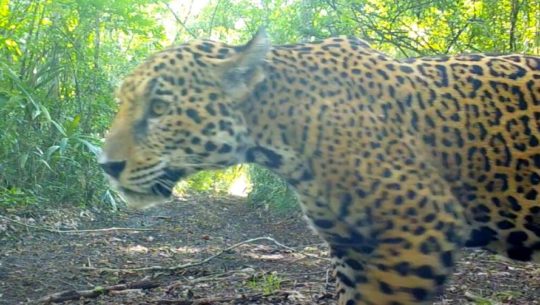 Jaguar fue captado en video en el sitio arqueológico Naachtún, Petén