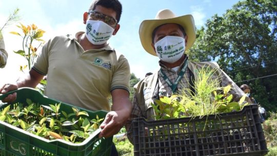 Sembrarán 300,000 árboles en los pueblos alrededor del Lago de Atitlán