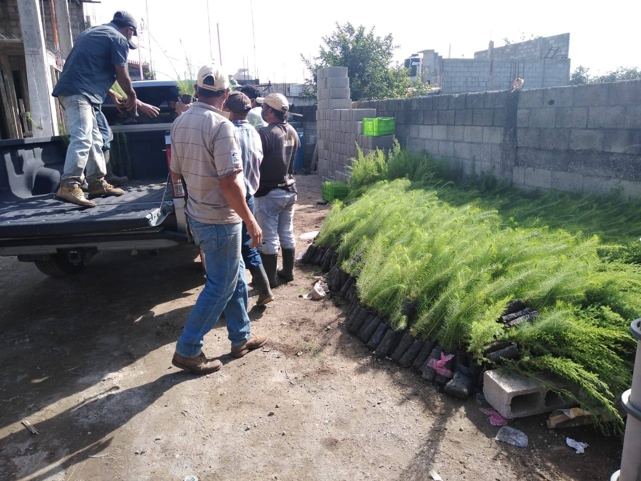 Sembraron 8 mil árboles de Jacaranda y Pino en Parque Nacional Volcán de Pacaya