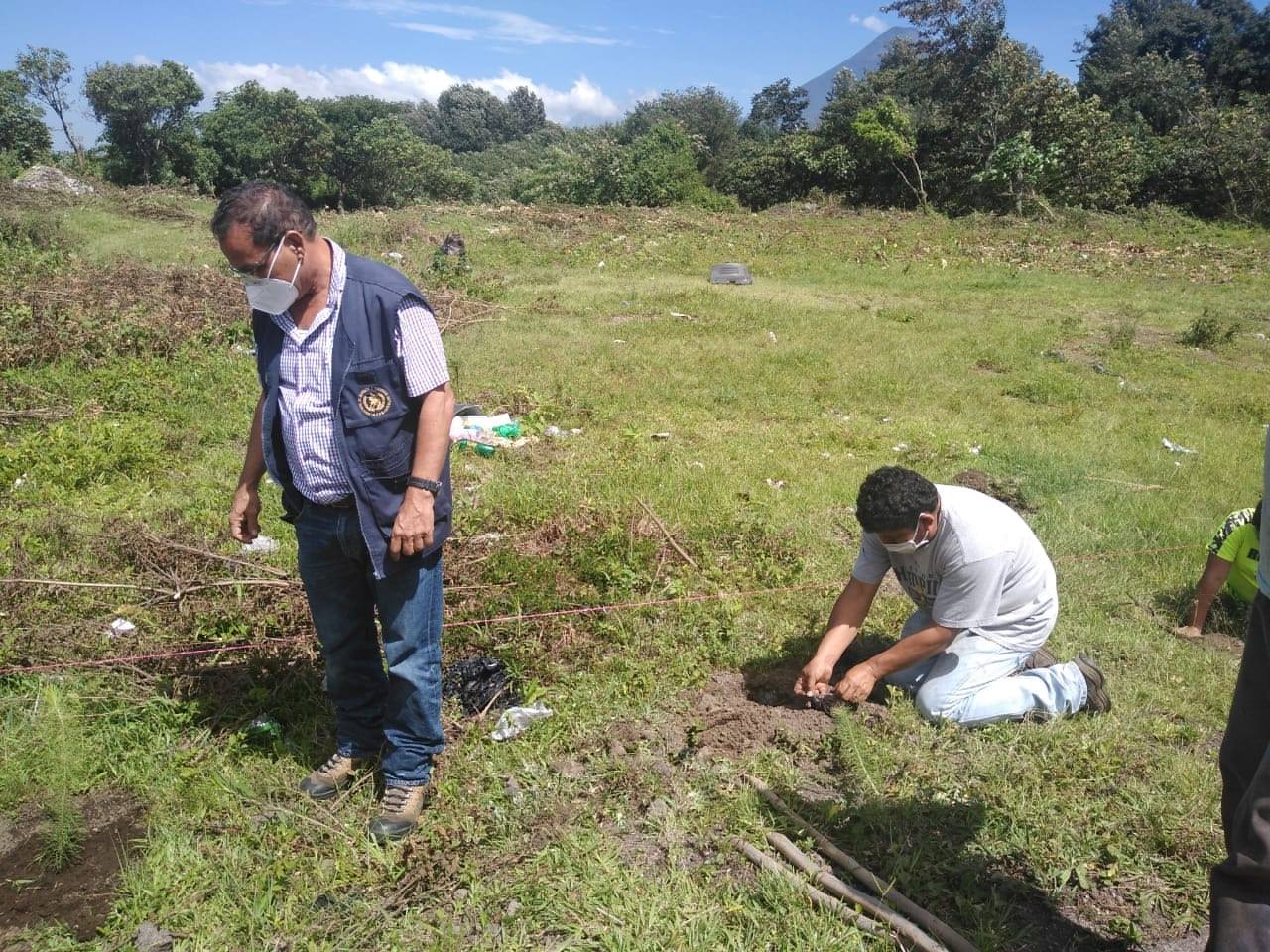 Sembraron árboles de jacaranda y pino