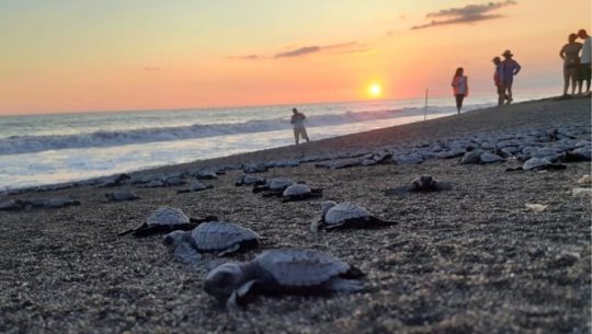 Temporada de anidación de tortugas marinas en las playas de Guatemala, julio 2020