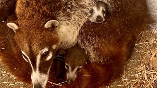 Tres pizotes son los nuevos integrantes del Parque Zoológico la Aurora