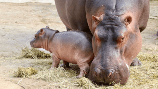 Bebé hipopótamo es el nuevo integrante del Parque Zoológico La Aurora