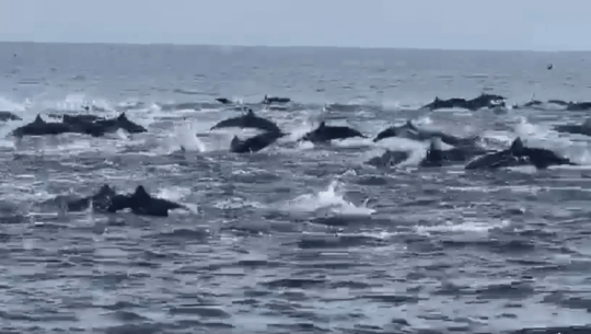 Grupo de delfines fue captado en video en Puerto San José, Escuintla