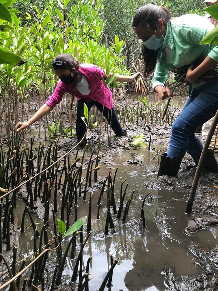 Guatemaltecos se unieron y sembraron mangle